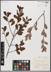 Foto von Salix aurita L.
